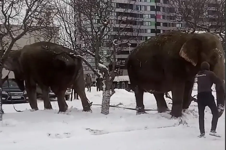 Скриншот видео из соцсетей: t.me/RU66RU