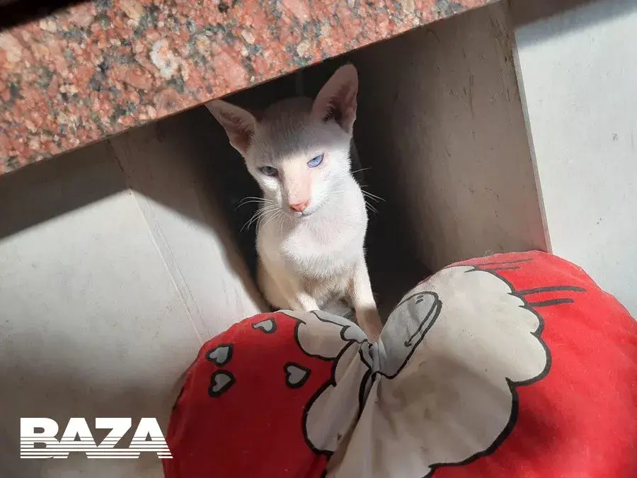 Выжившая кошка