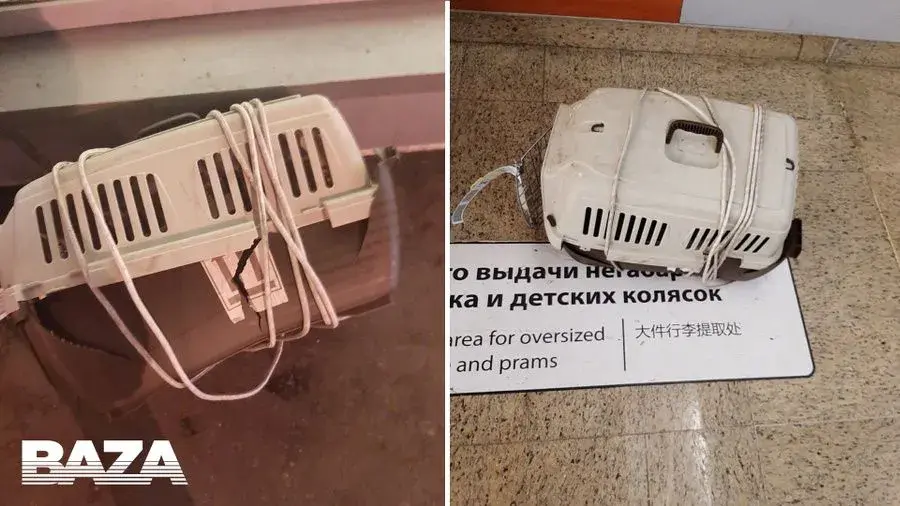 Переноски, в которых находились животные