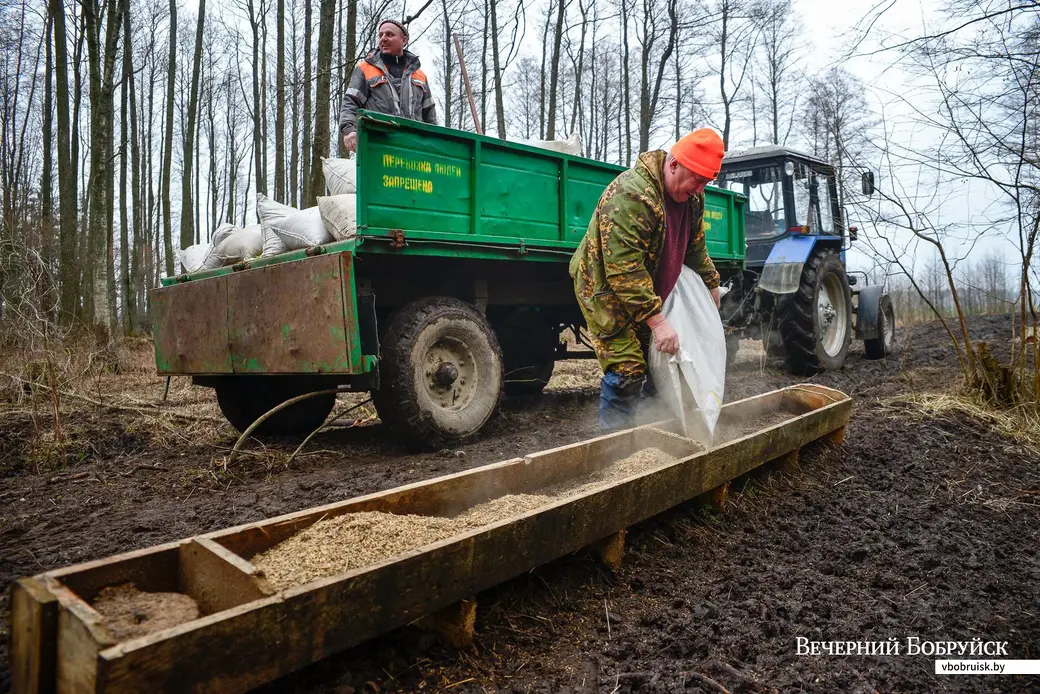 09.03.2020. Благородные олени находятся на передержке в вольере Бобруйской районной организационной структуры РГОО «Белорусское общество охотников и рыболовов»