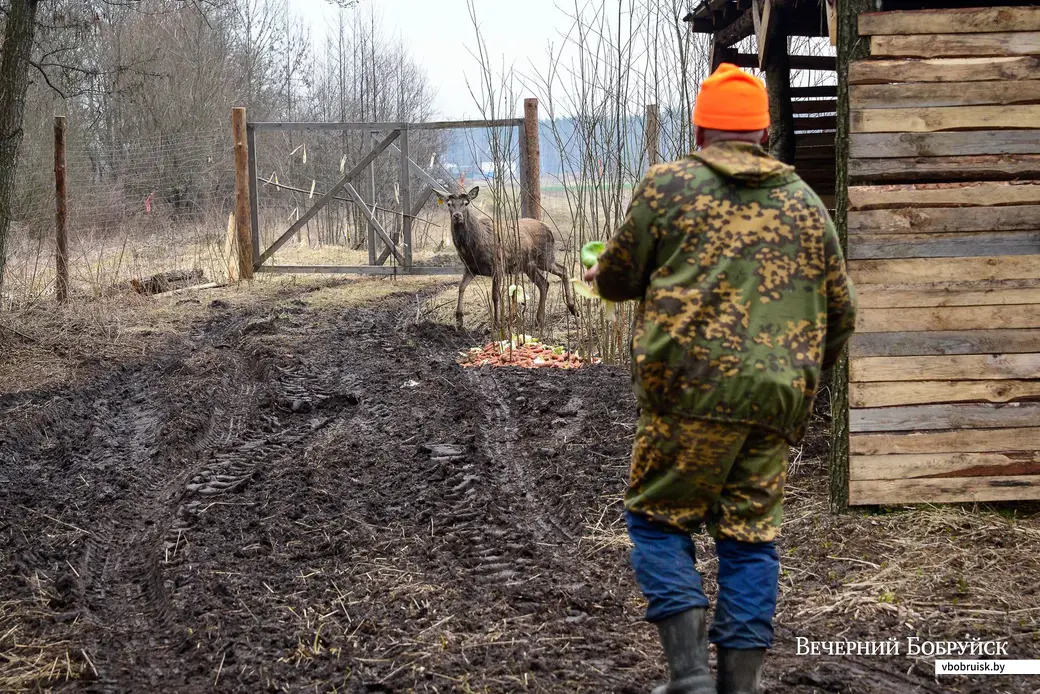 09.03.2020. Благородные олени находятся на передержке в вольере Бобруйской районной организационной структуры РГОО «Белорусское общество охотников и рыболовов»