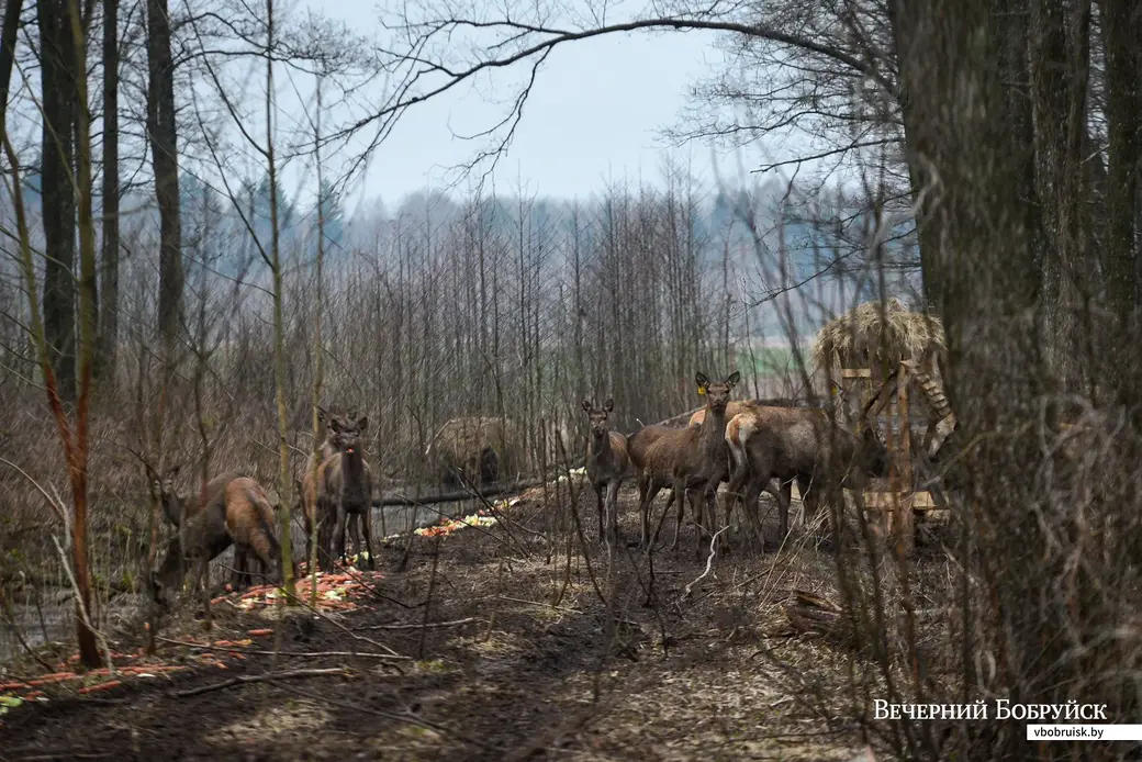 09.03.2020. Благородные олени находятся на передержке в вольере Бобруйской районной организационной структуры РГОО «Белорусское общество охотников и рыболовов»