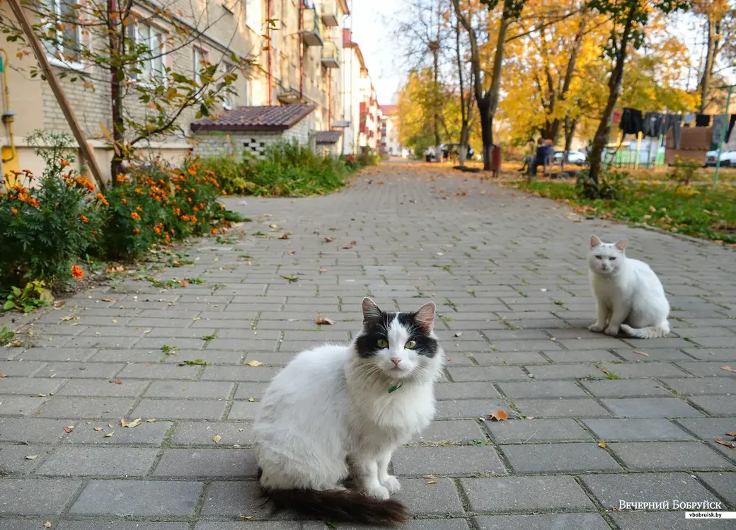 Бобруйские коты на улицах города. Фото Александра ЧУГУЕВА.