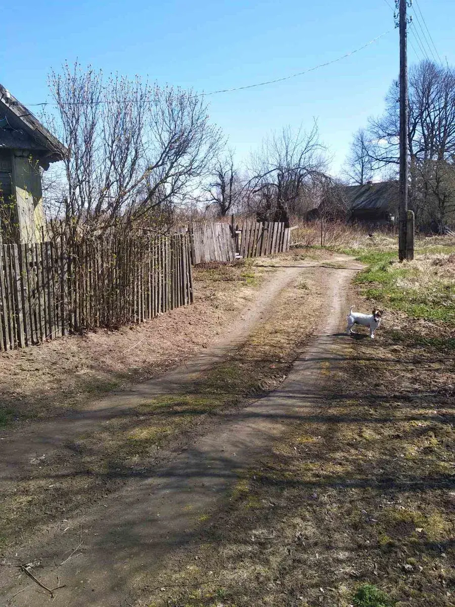 Деревня Галузы Чаусского района.