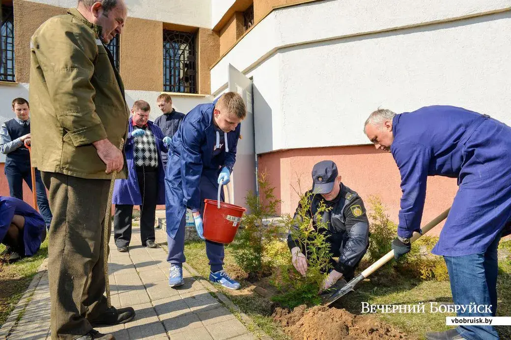 05.04.2019. Эксперты Бобруйского межрайонного отдела государственного комитета судебных экспертиз Республики Беларусь высаживают саженцы туи западной на прилегающей