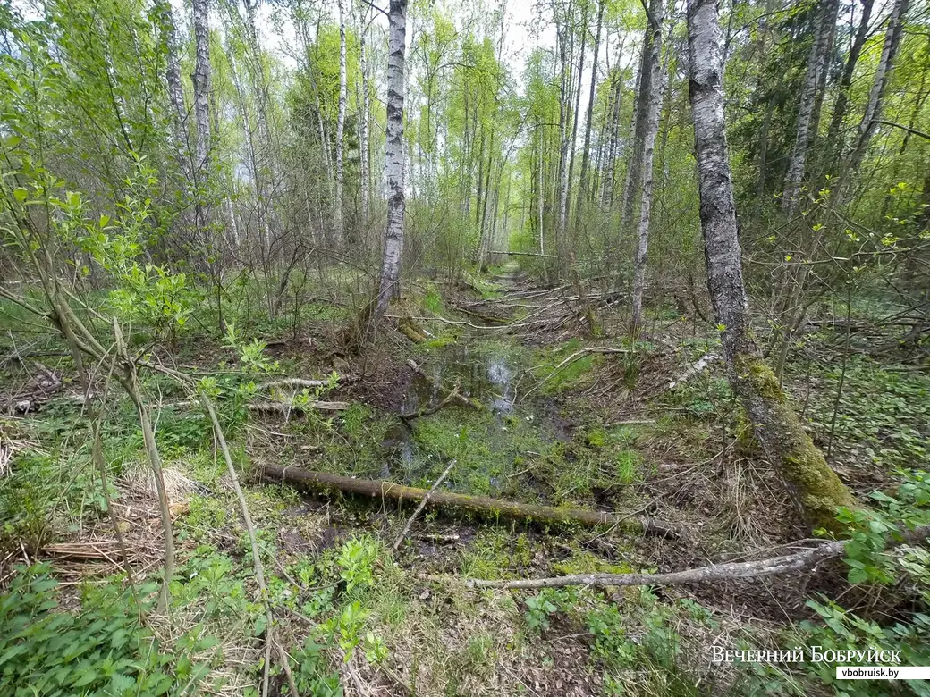 17.05.2020. Осиповичский и Глусский районы, Могилевская область. Велопоездка по сожженным деревням Осиповичского и Глусского районов. Урочище Парщаха. Поиски деревни