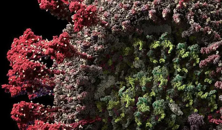 Трехмерная модель нового коронавируса. Изображение: Visual Science