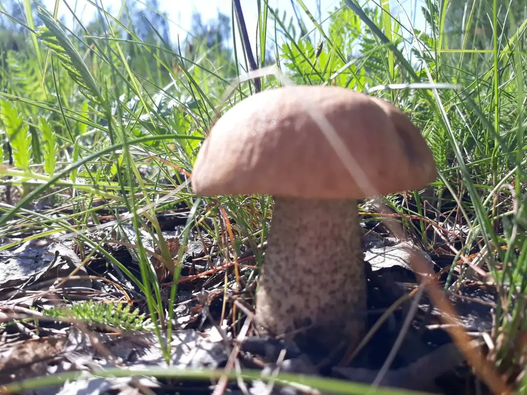 Грибы на Луковой горе в Бобруйске.