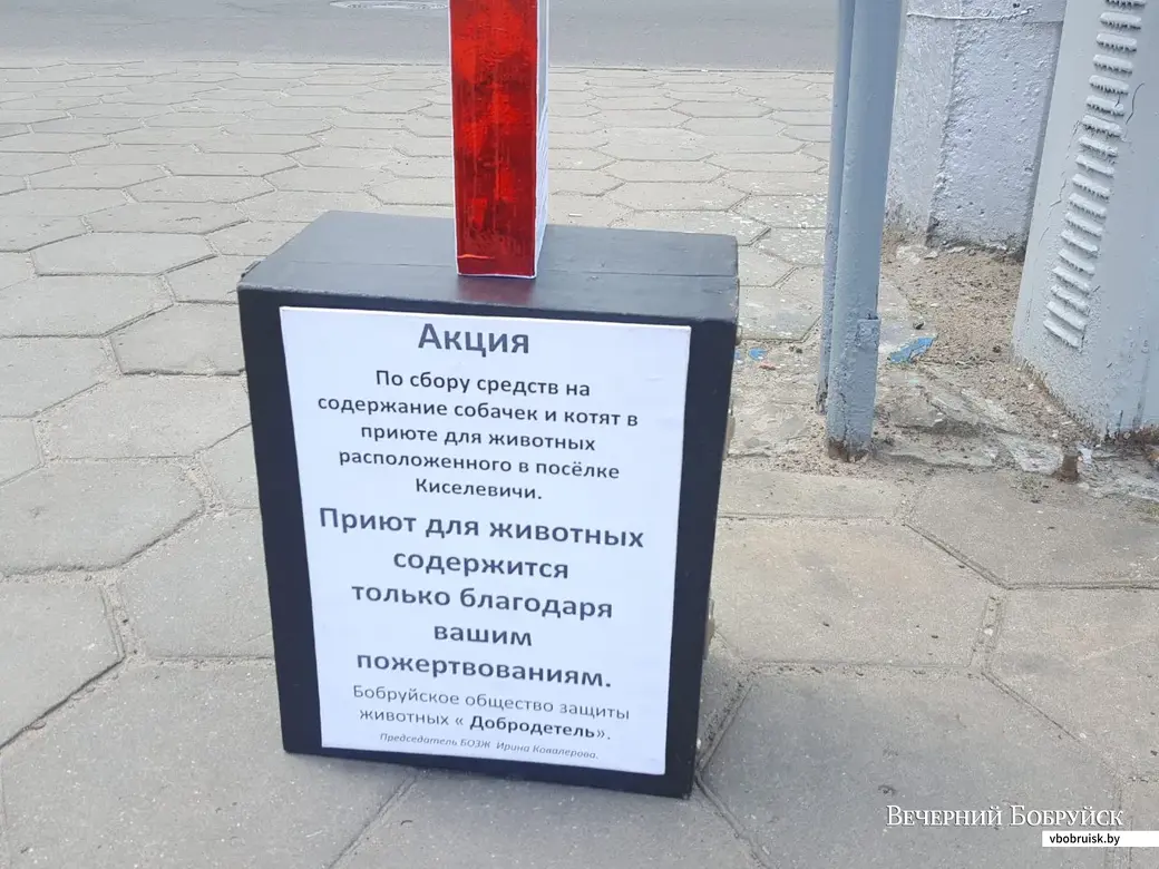Владимир Гайдукевич играет не просто так – собирает пожертвования для бездомных животных.