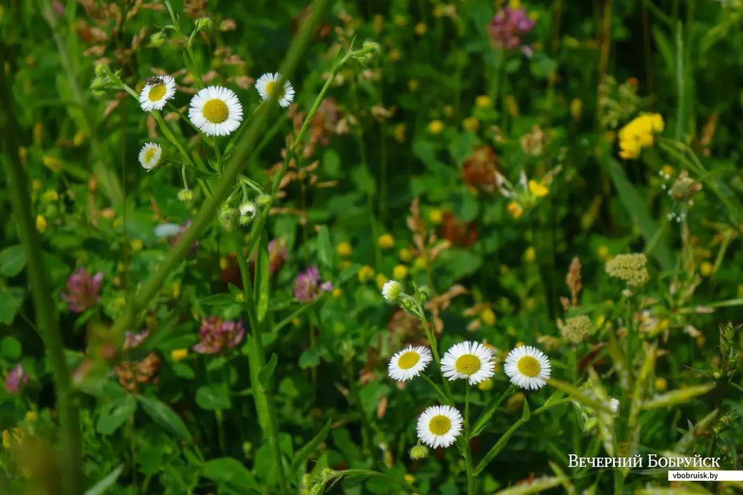 Мелколепестник однолетний (лат. Erigeron annuus) — однолетнее травянистое растение, вид рода Мелколепестник семейства Сложноцветные (Compositae).