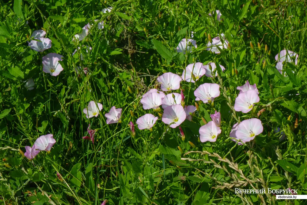 Вьюнок полевой (лат. Convolvulus arvensis)