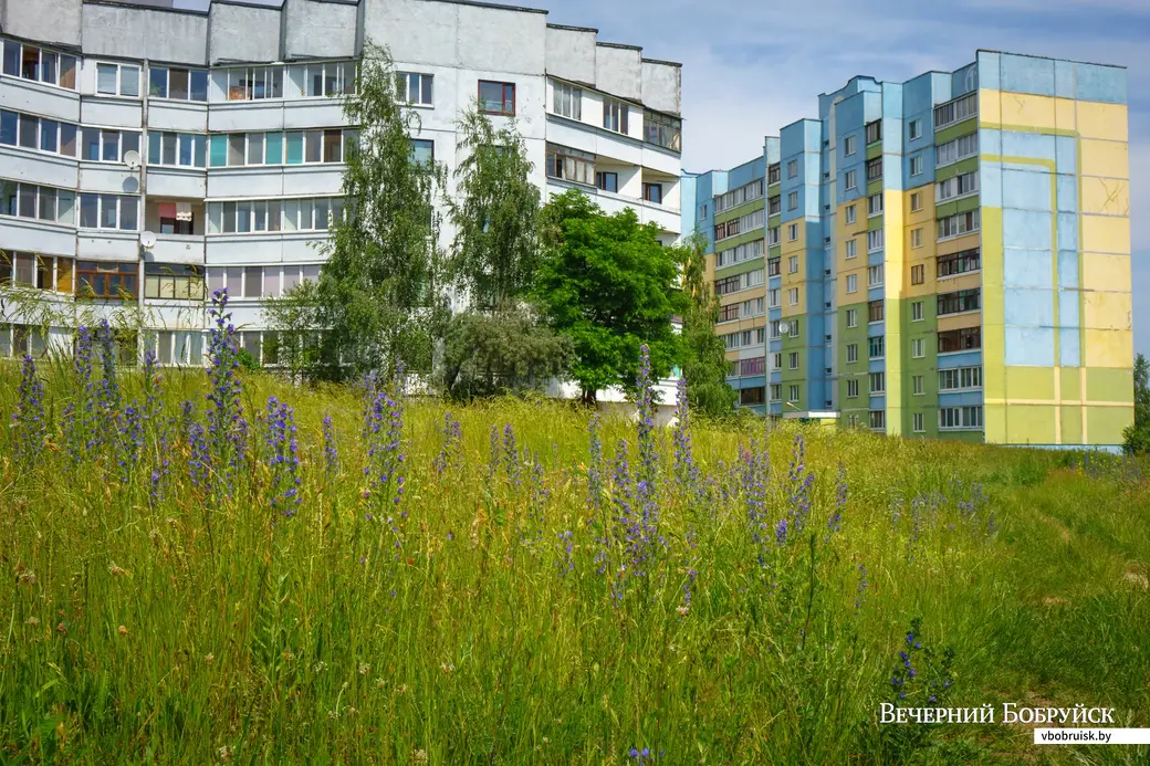 Июньское многотравье на городских газонах