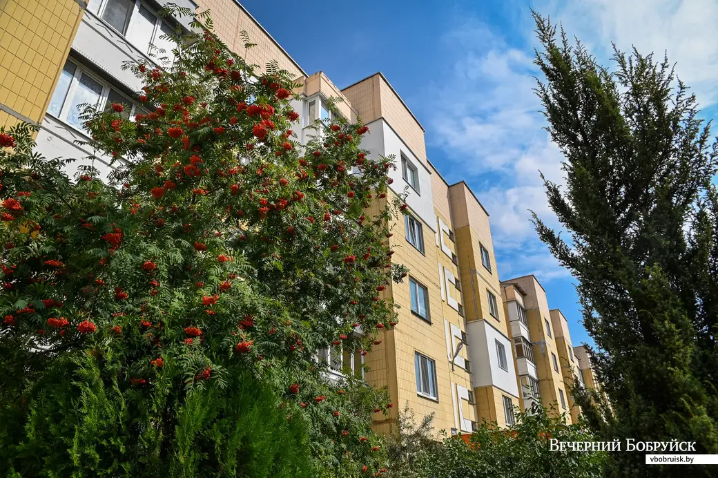 21.08.2020. Бобруйск. Зеленые насаждения в микрорайоне Западный.