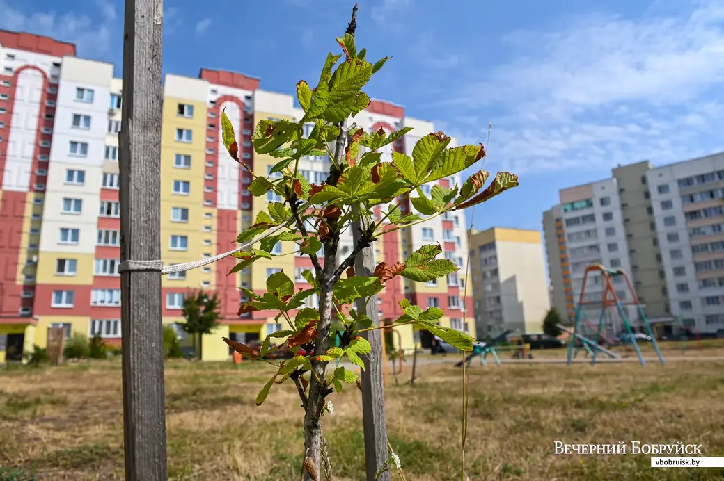 21.08.2020. Бобруйск. Микрорайон Западный.