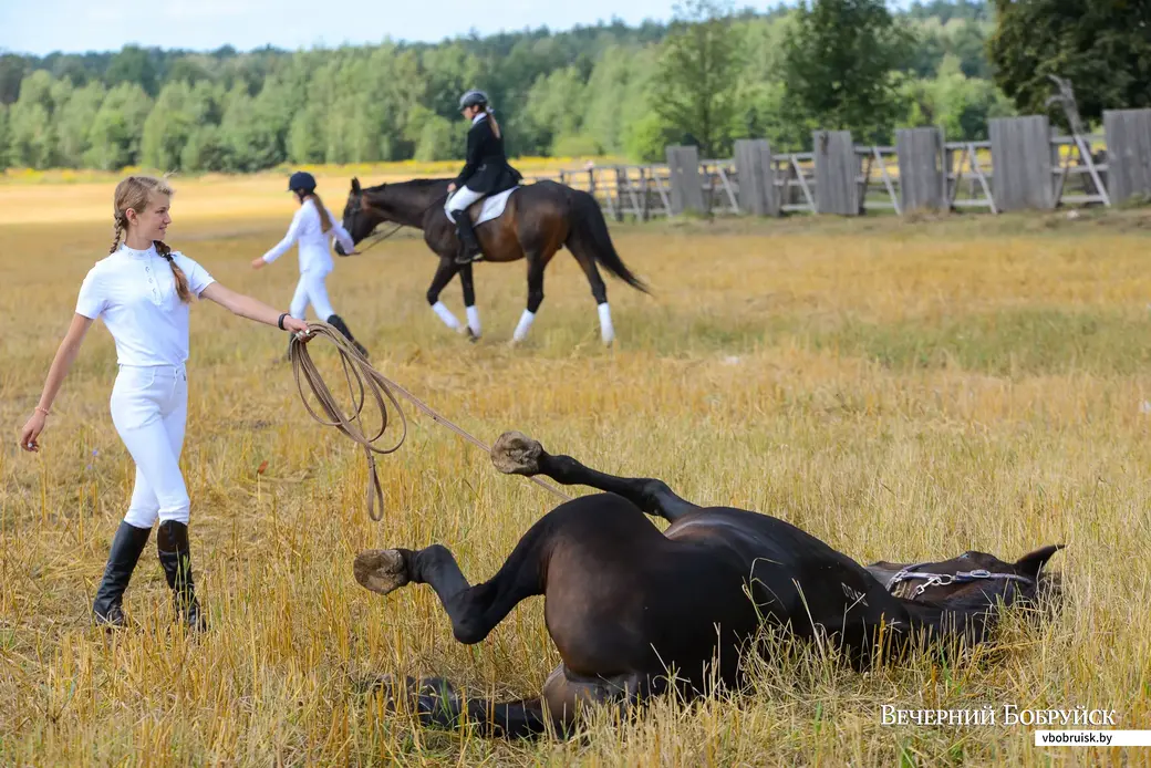 29.08.2020. Сычково, Бобруйский район. Районный праздник «Конный фест»