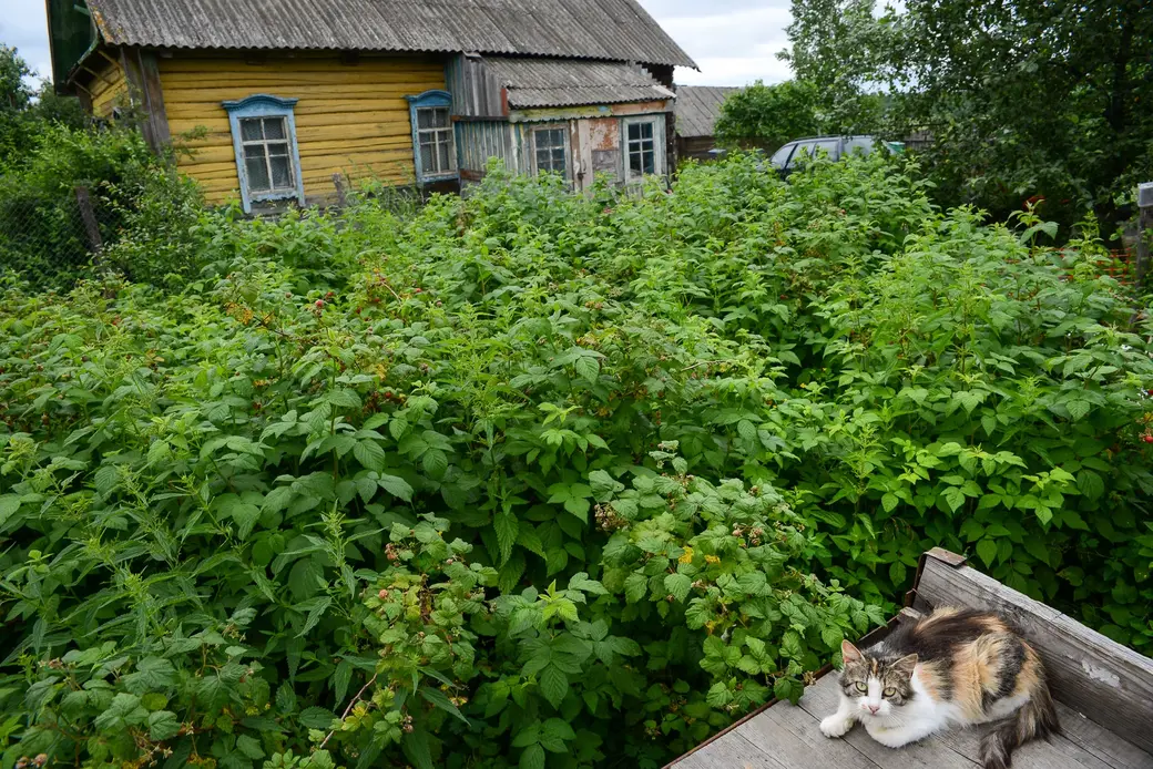 Глусский район, деревня Степановка. Дом Александры Петровны Мороз.