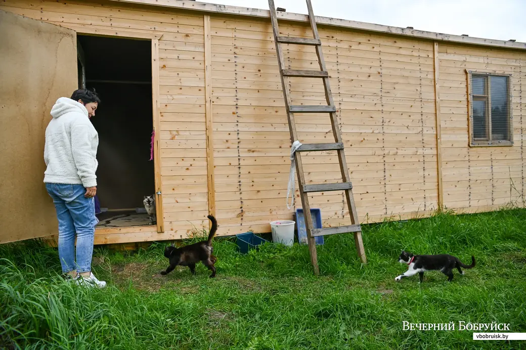 Приют для кошек Бобруйского общественного объединения защиты животных «Добродетель». Председатель «Добродетели» Ирина Ковалерова со своими подопечными.