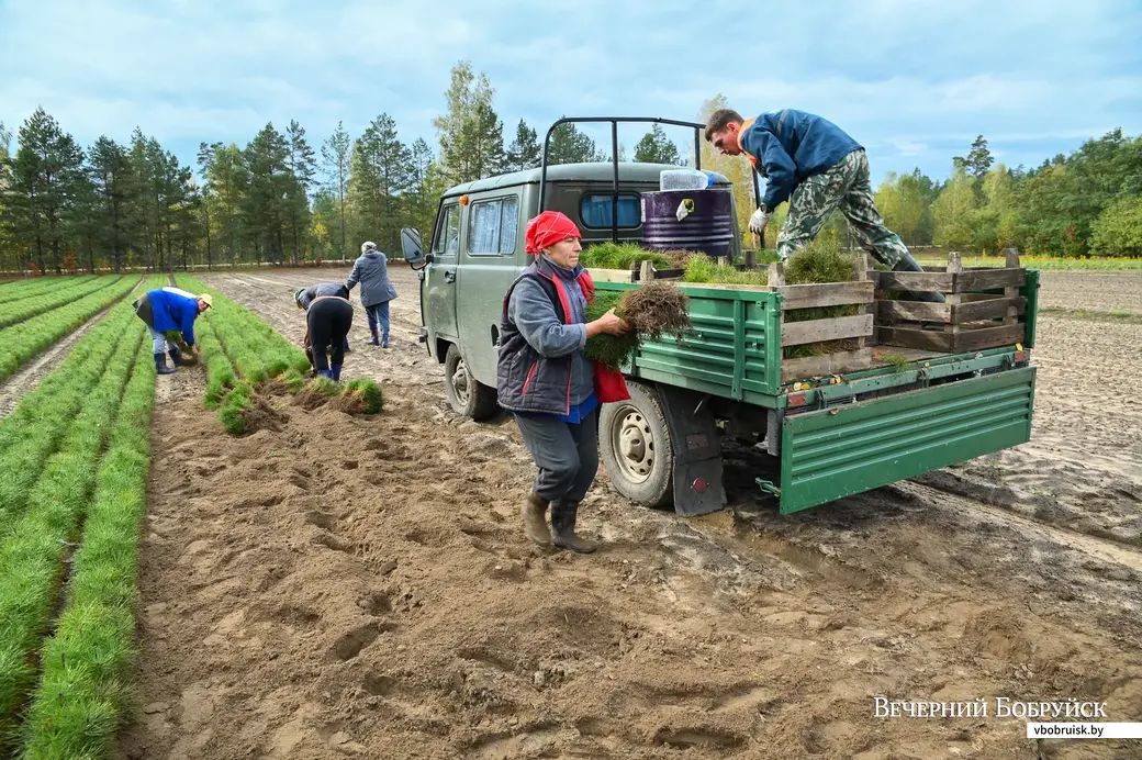 Бобруйский район. д. Брожа. Кипит работа в питомнике Бобруйского лесхоза.
