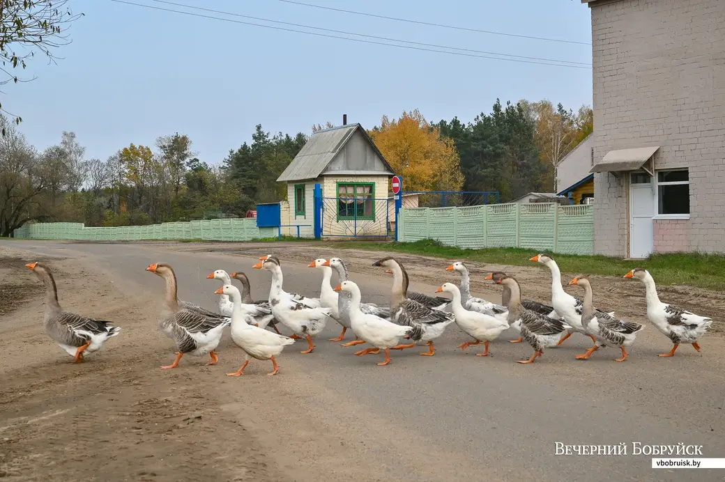 27.10.2020. Горбацевичи, Бобруйский район. Деревенская жизнь после выборов президента никак не изменилась