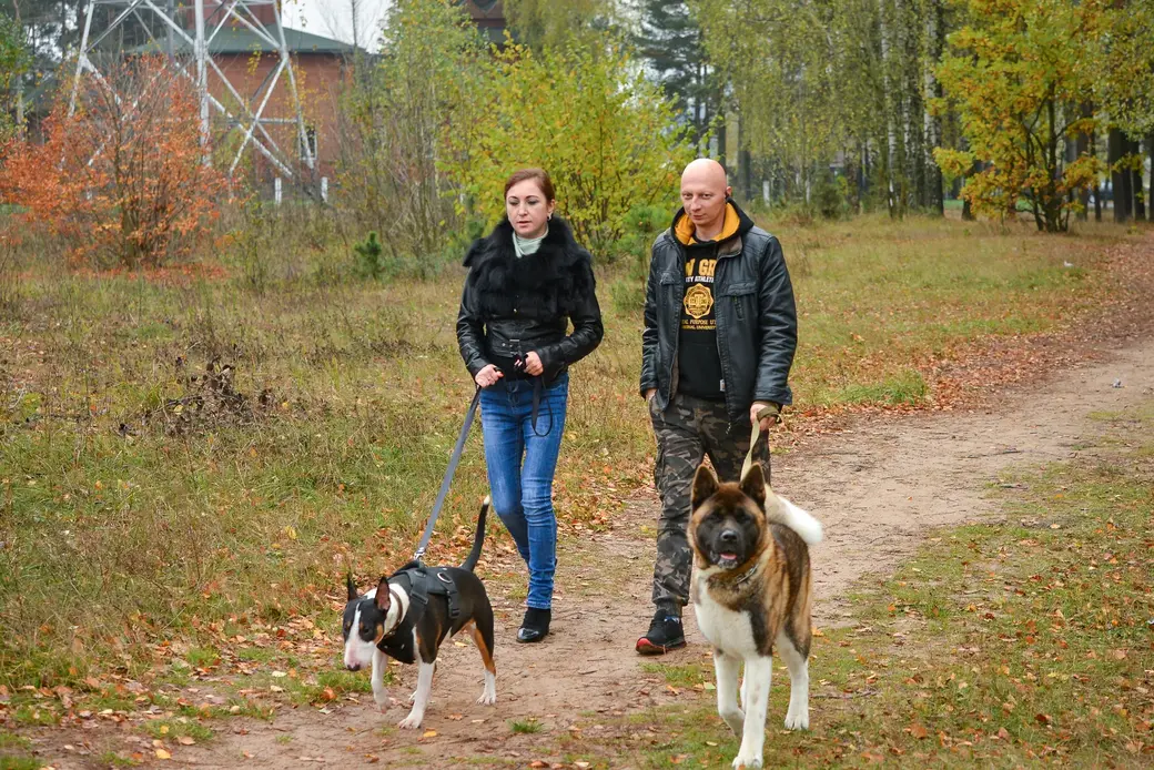 23.10.2020. Бобруйск. Станислав и Людмила содержат американскую акиту по кличке Куба и бультерьера Соню