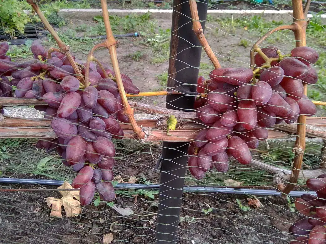 На даче у Гладковых. Фото из архива героев.