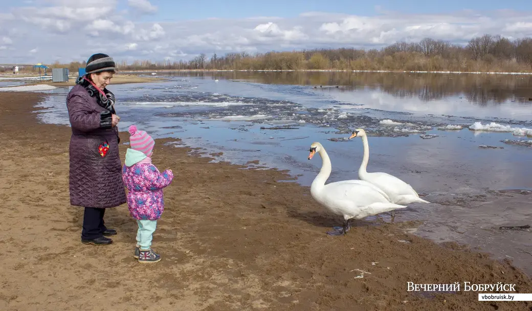 19 марта 2021 года. Лебеди на городском пляже Бобруйска.