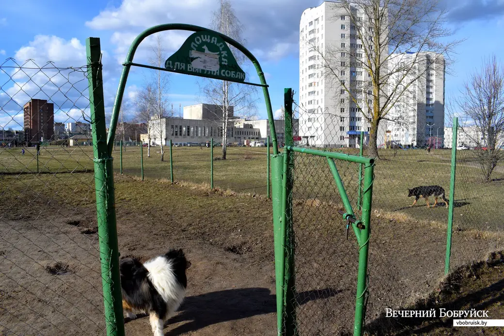2.04.21. Бобруйск, собачья площадка между Рокоссовского и Ульяновской