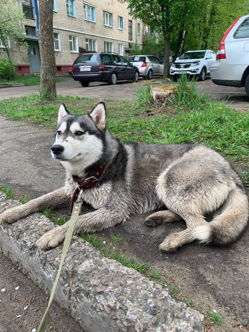 Найденная собака