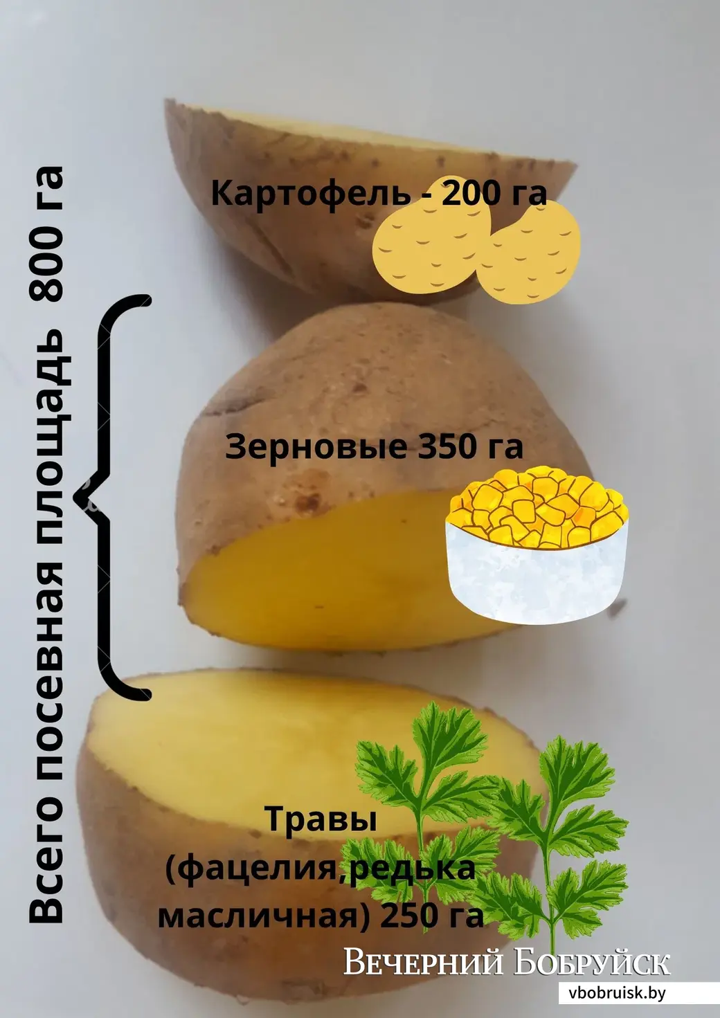 Что растет на полях фермерского хозяйства «Гайшун»
