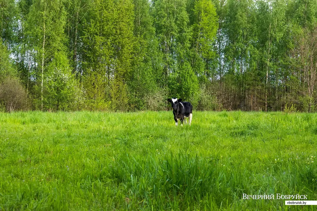 Майские этюды. Поселок Брожа и окрестности. Фото: Светлана Лебедева.