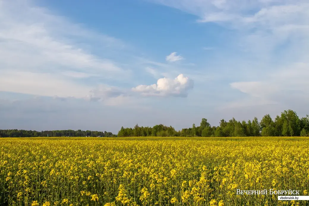 Майские этюды. Поселок Брожа и окрестности. Фото: Светлана Лебедева.