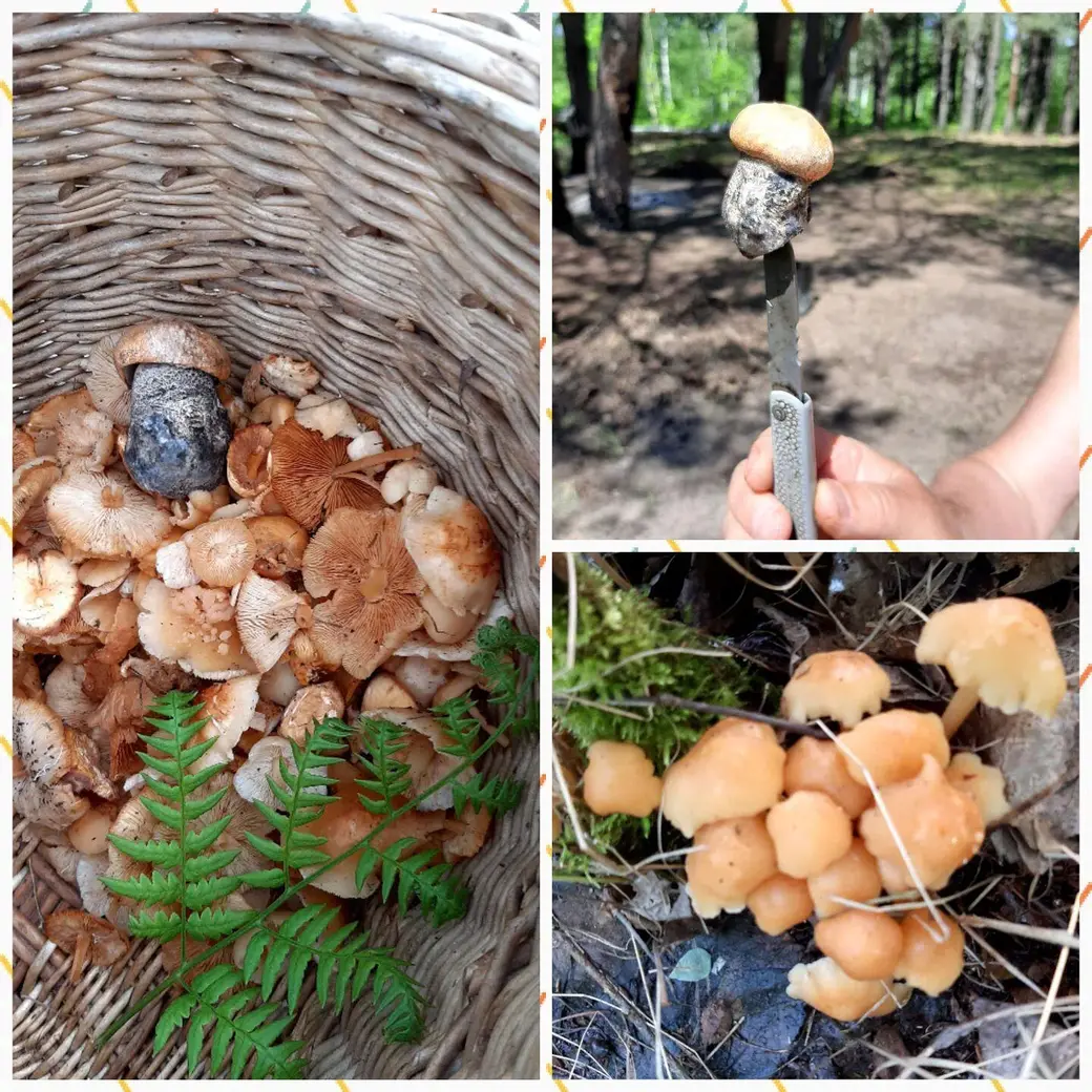 Вот такие грибочки нашла Лилия Федорова вблизи туголицких карьеров 5 июня.