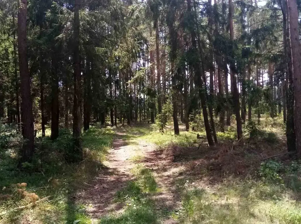 В поселке Глуша трехлетняя девочка одна ушла в лес.