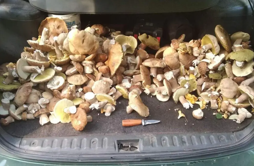 Вот столько грибов собрал Василий Никитко в лесу под Бобруйском.