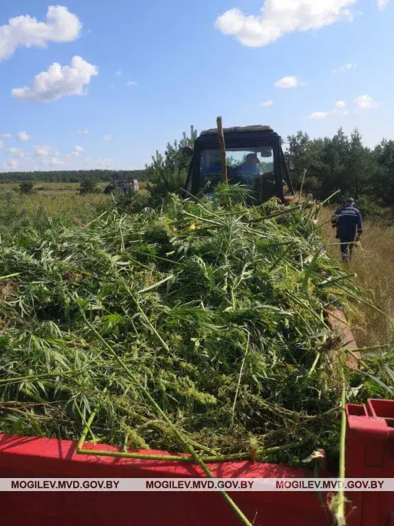 Наркосодержащие растения уничтожены, проинформировала пресс-служба УВД.