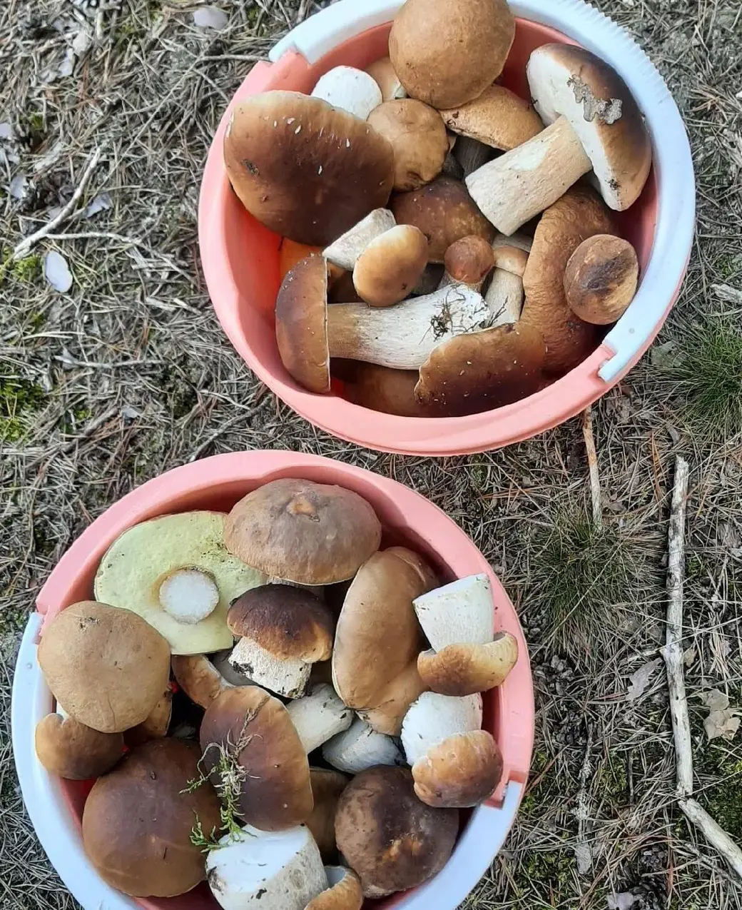 Грибной