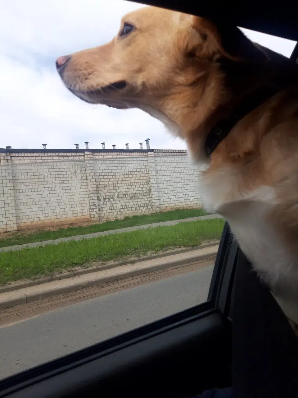 Пес Вениамин.