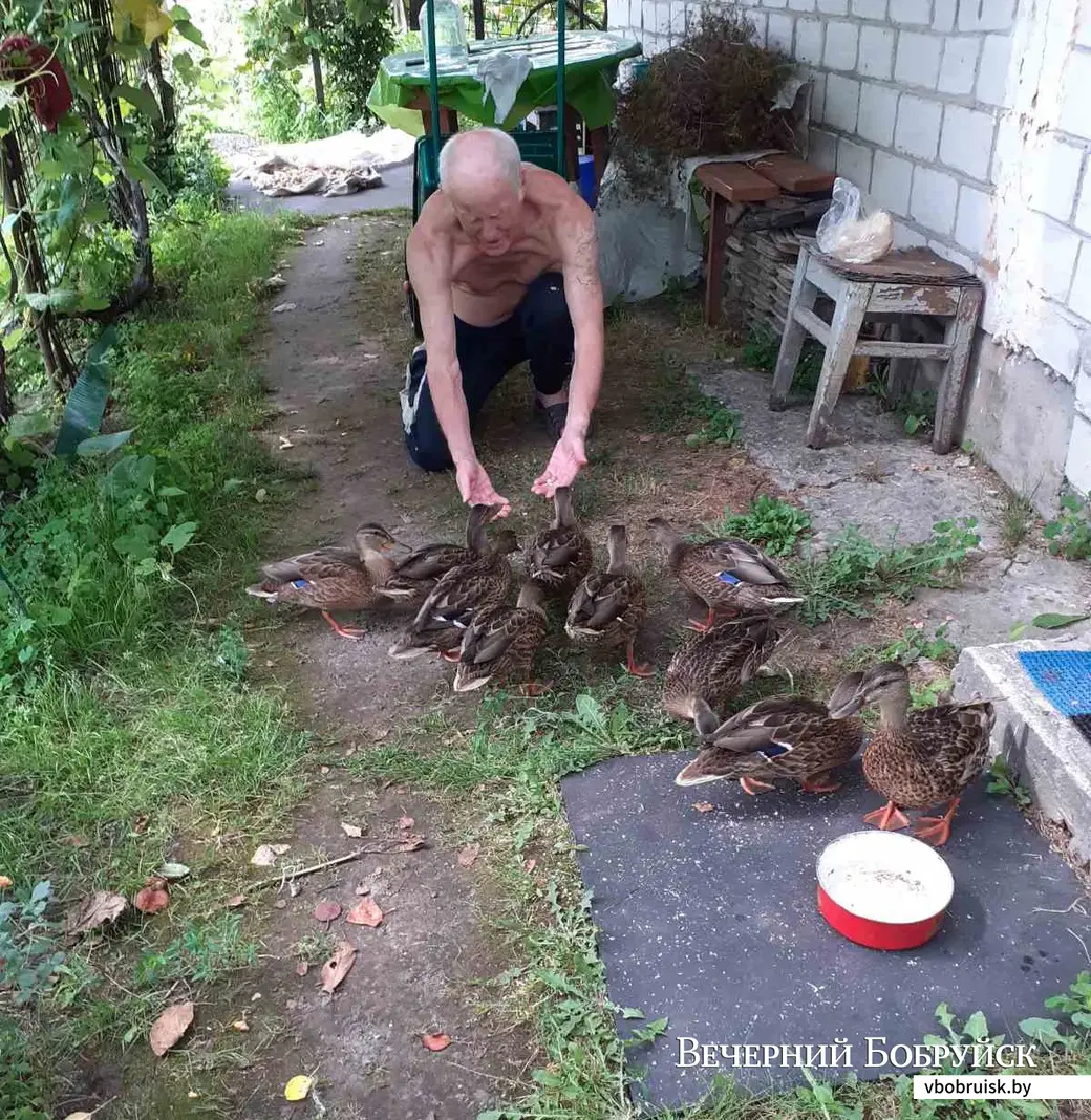 «А я тут диких уток приручила». Муж Виктор Яковлевич Филиппович кормит уток. Фото Нины Филиппович.