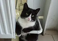 Коты против собак: батл продолжается. Фото первых участников