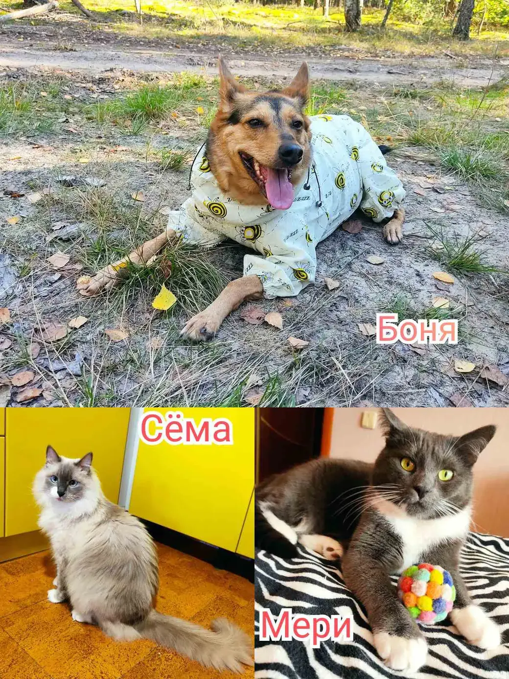 кошка Мери, кот Сема и собака Боня
