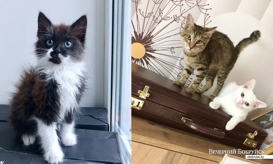 Вот эти котята из усыпалки ждут спасения. Присмотритесь к деткам!