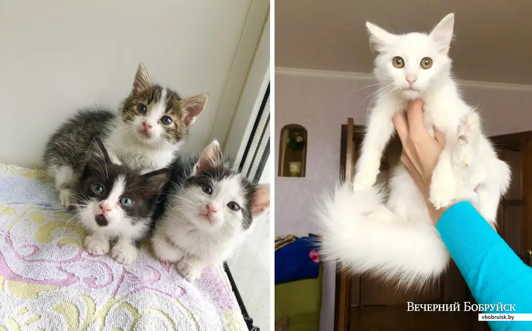 Вот эти котята из усыпалки ждут спасения. Присмотритесь к деткам!