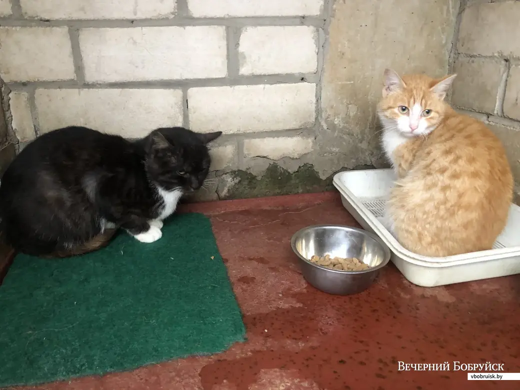 Вот эти котики из усыпалки тоже ждут спасения.