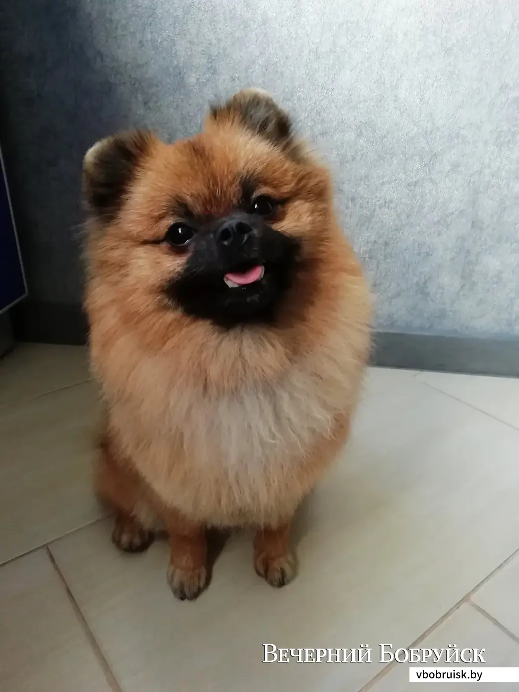 Бусик