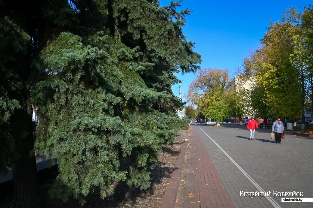 04.10.2021. Бобруйск. Ели на улице Минской в сквере «Трудовой славы»