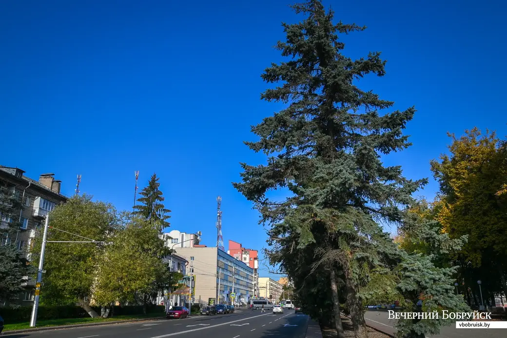 04.10.2021. Бобруйск. Ели на улице Минской в сквере «Трудовой славы»