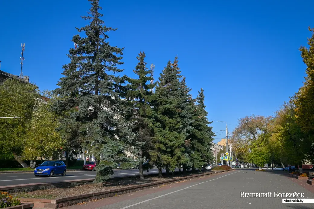 04.10.2021. Бобруйск. Ели на улице Минской в сквере «Трудовой славы»