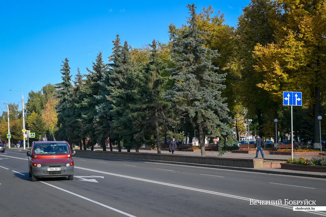 04.10.2021. Бобруйск. Ели на улице Минской в сквере «Трудовой славы»