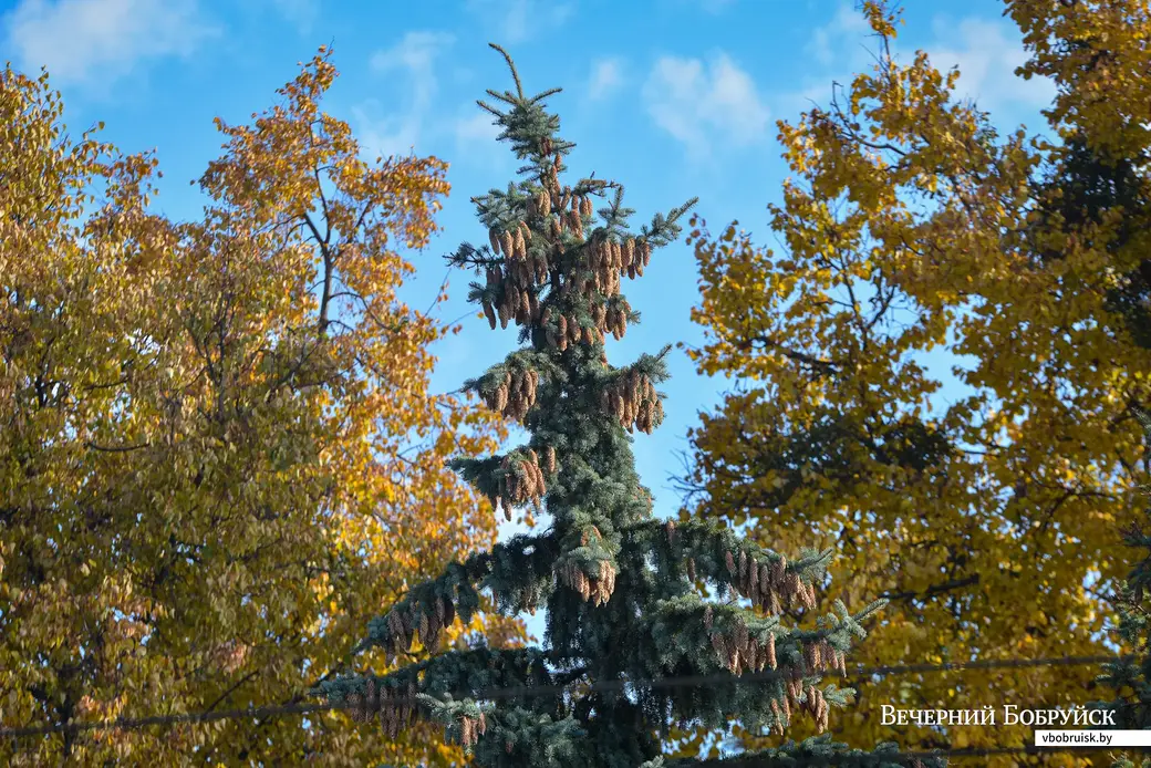 04.10.2021. Бобруйск. Ели на улице Минской в сквере «Трудовой славы»