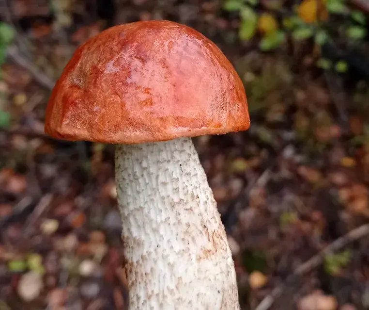 Лидии Аюкиной из Гомеля.